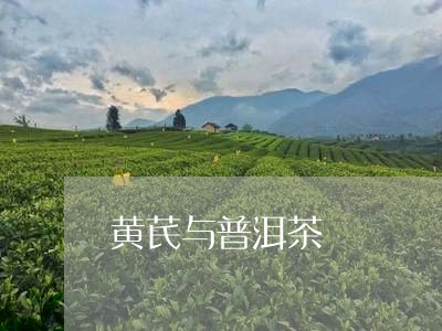 黄芪与普洱茶/2023042702198