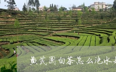 黄芪圆白茶怎么泡水好/2023082538491