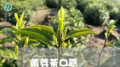 黄芽茶口感/2023090274379