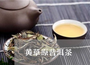 黄草原普洱茶/2023121808592
