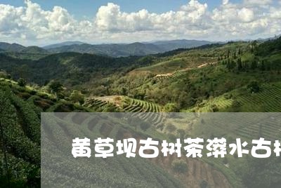 黄草坝古树茶漭水古树茶价格/2023052658280