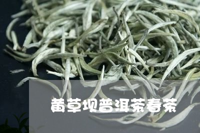 黄草坝普洱茶春茶/2023110965925