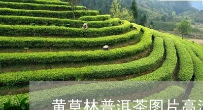 黄草林普洱茶图片高清/2023121823937