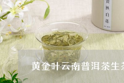 黄金叶云南普洱茶生茶/2023080301583