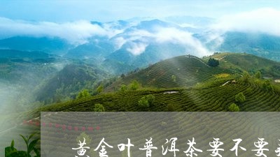 黄金叶普洱茶要不要买的/2023110819473