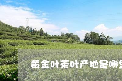 黄金叶茶叶产地是哪里/2023071672726