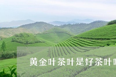 黄金叶茶叶是好茶叶吗/2023092154806