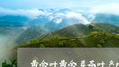 黄金叶黄金芽茶叶产地哪里的/2023052662938