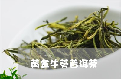 黄金牛蒡普洱茶/2023102672736