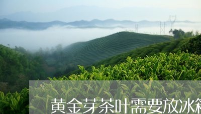 黄金芽茶叶需要放冰箱冷藏吗/2023052616049