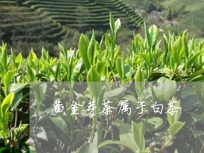 黄金芽茶属于白茶/2023071268169