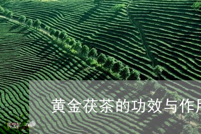 黄金茯茶的功效与作用/2023071585146