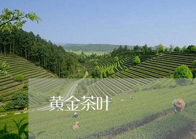 黄金茶叶/2023090154250