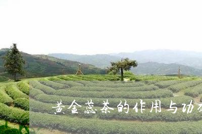 黄金蕊茶的作用与功效/2023060949603