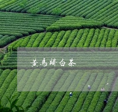 黄马褂白茶/2023051252413