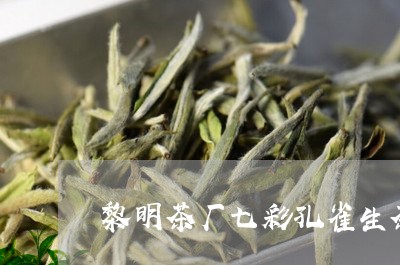 黎明茶厂七彩孔雀生茶/2023092127280