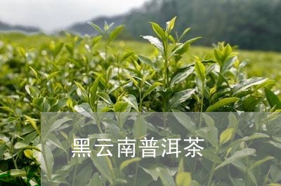 黑云南普洱茶/2023042765198