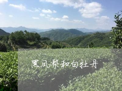 黑凤梨和白牡丹/2023112371595