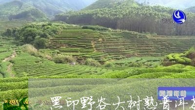 黑印野谷大树熟普洱茶/2023092764946