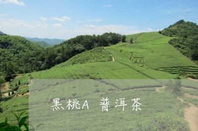 黑桃A普洱茶/2023042869806