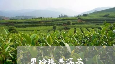 黑珍珠普洱茶/2023042930800