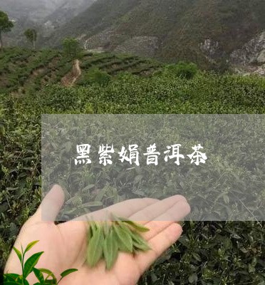 黑紫娟普洱茶/2023042971558