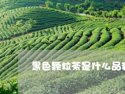 黑色颗粒茶是什么品种/2023060959280