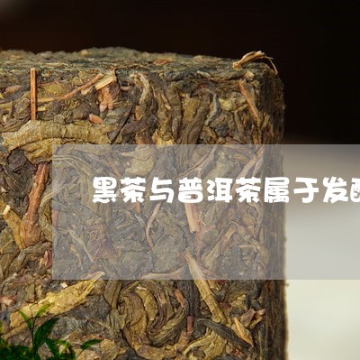 黑茶与普洱茶属于发酵/2023100737141