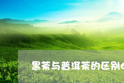 黑茶与普洱茶的区别6/2023100587272