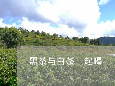 黑茶与白茶一起喝/2023071262147