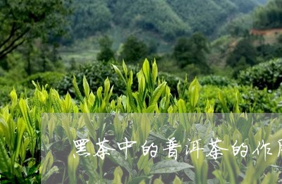 黑茶中的普洱茶的作用/2023062285830