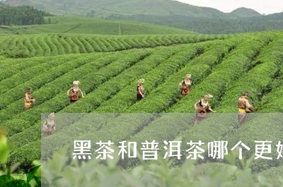 黑茶和普洱茶哪个更好一点儿/2023082821614