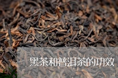 黑茶和普洱茶的功效/2023071149604