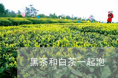 黑茶和白茶一起泡/2023071294059