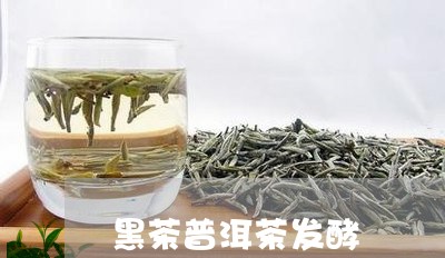 黑茶普洱茶发酵/2023070938360