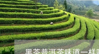 黑茶普洱茶味道一样吗/2023120602805