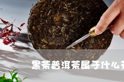 黑茶普洱茶属于什么茶系/2023112738372