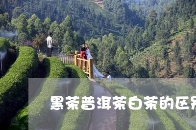 黑茶普洱茶白茶的区别/2023100796148