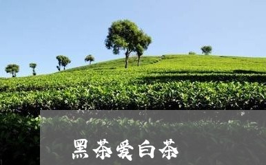 黑茶爱白茶/2023051207380