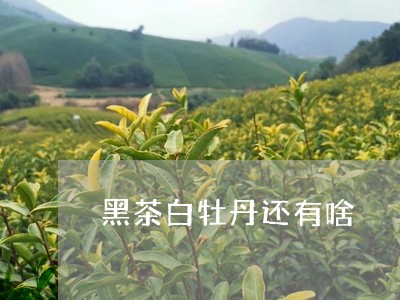 黑茶白牡丹还有啥/2023090650571