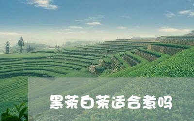 黑茶白茶适合煮吗/2023071236271