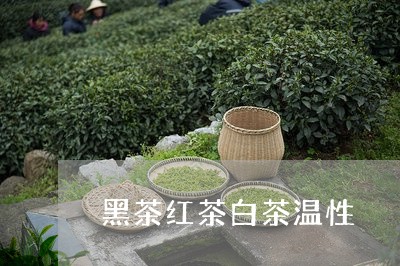 黑茶红茶白茶温性/2023071218260