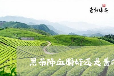 黑茶降血脂好还是普洱茶好呢/2023082831584