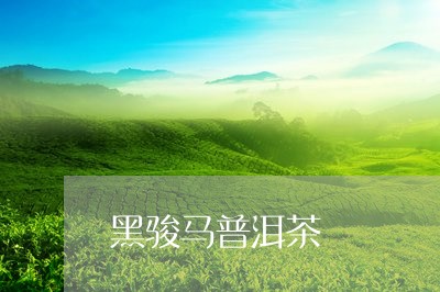 黑骏马普洱茶/2023042771555