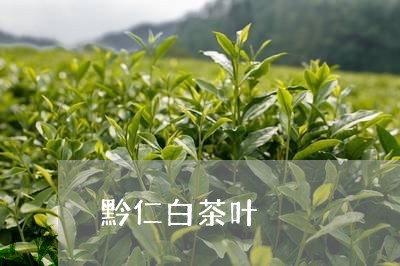 黔仁白茶叶/2023051238502