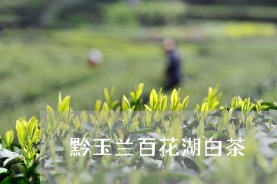 黔玉兰百花湖白茶/2023071244835