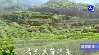 鼎兴关普洱茶/2023042950579