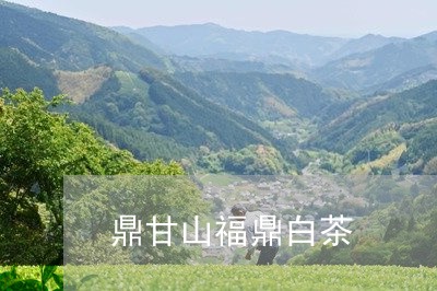 鼎甘山福鼎白茶/2023112545837