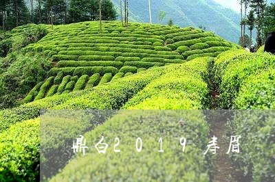 鼎白2019寿眉/2023090827462