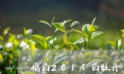 鼎白2019白牡丹/2023120533928